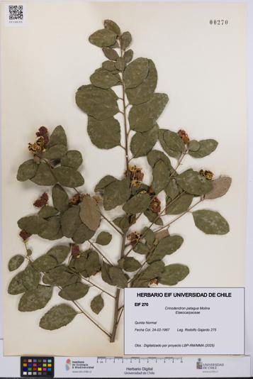Crinodendron patagua [Espécimen: UCH:EIF:0000270]