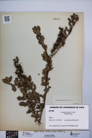 Escallonia illinita [Espécimen: UCH:EIF:0000285]