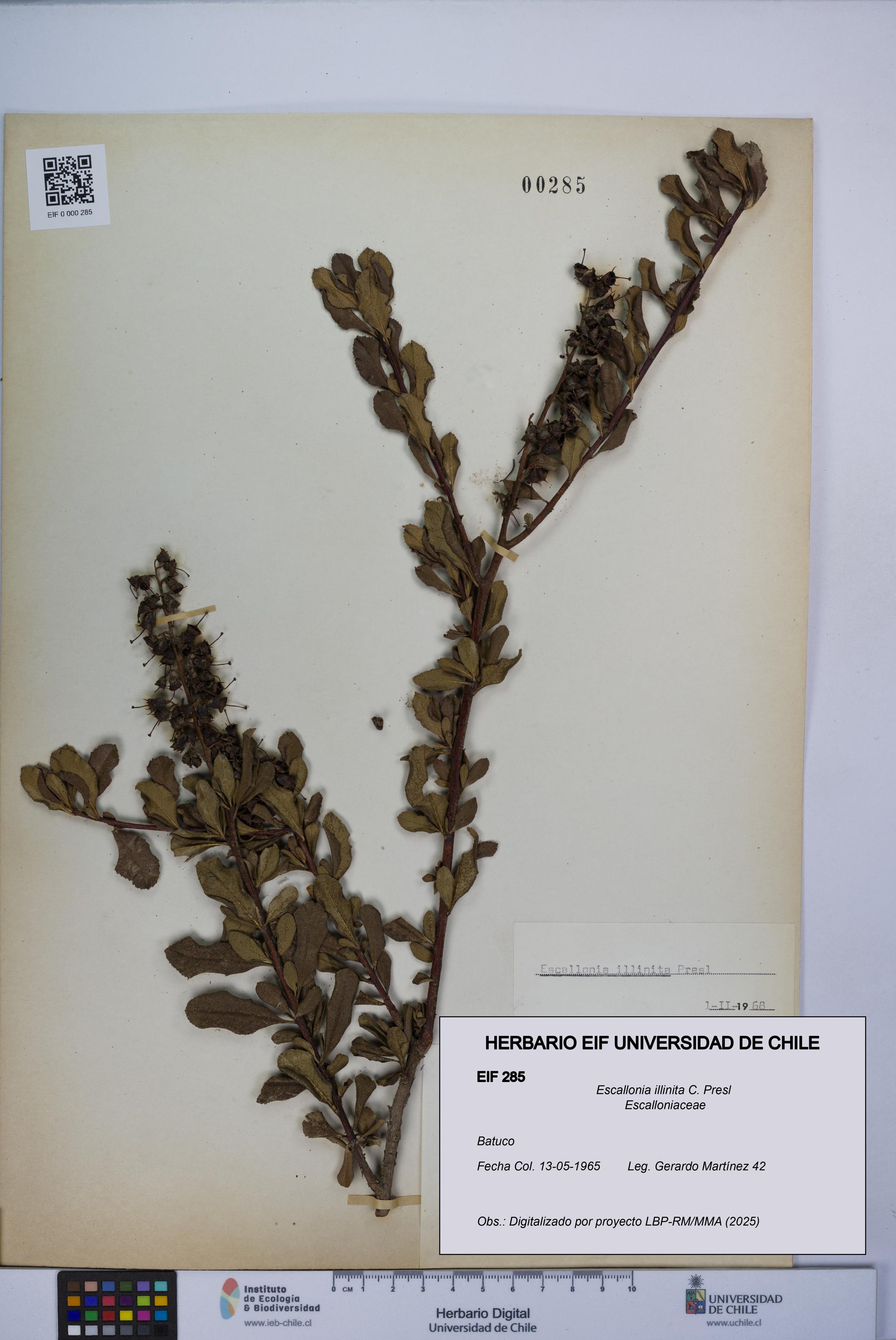 Escallonia illinita [Espécimen: UCH:EIF:0000285]