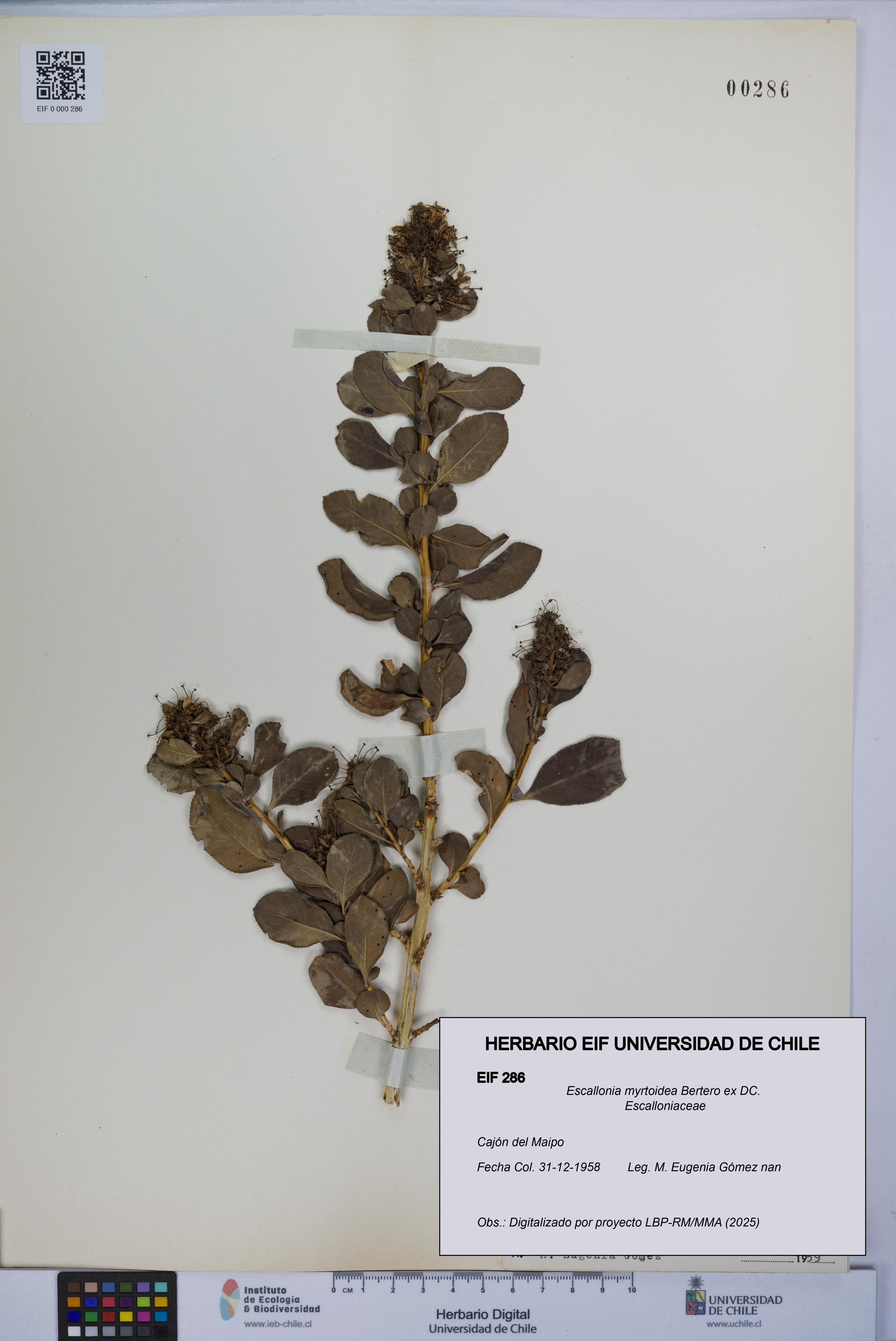 Escallonia myrtoidea [Espécimen: UCH:EIF:0000286]