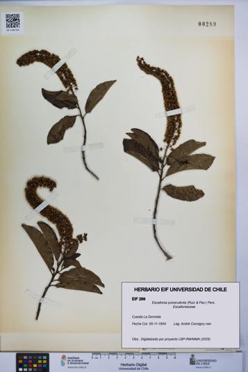 Escallonia pulverulenta [Espécimen: UCH:EIF:0000289]