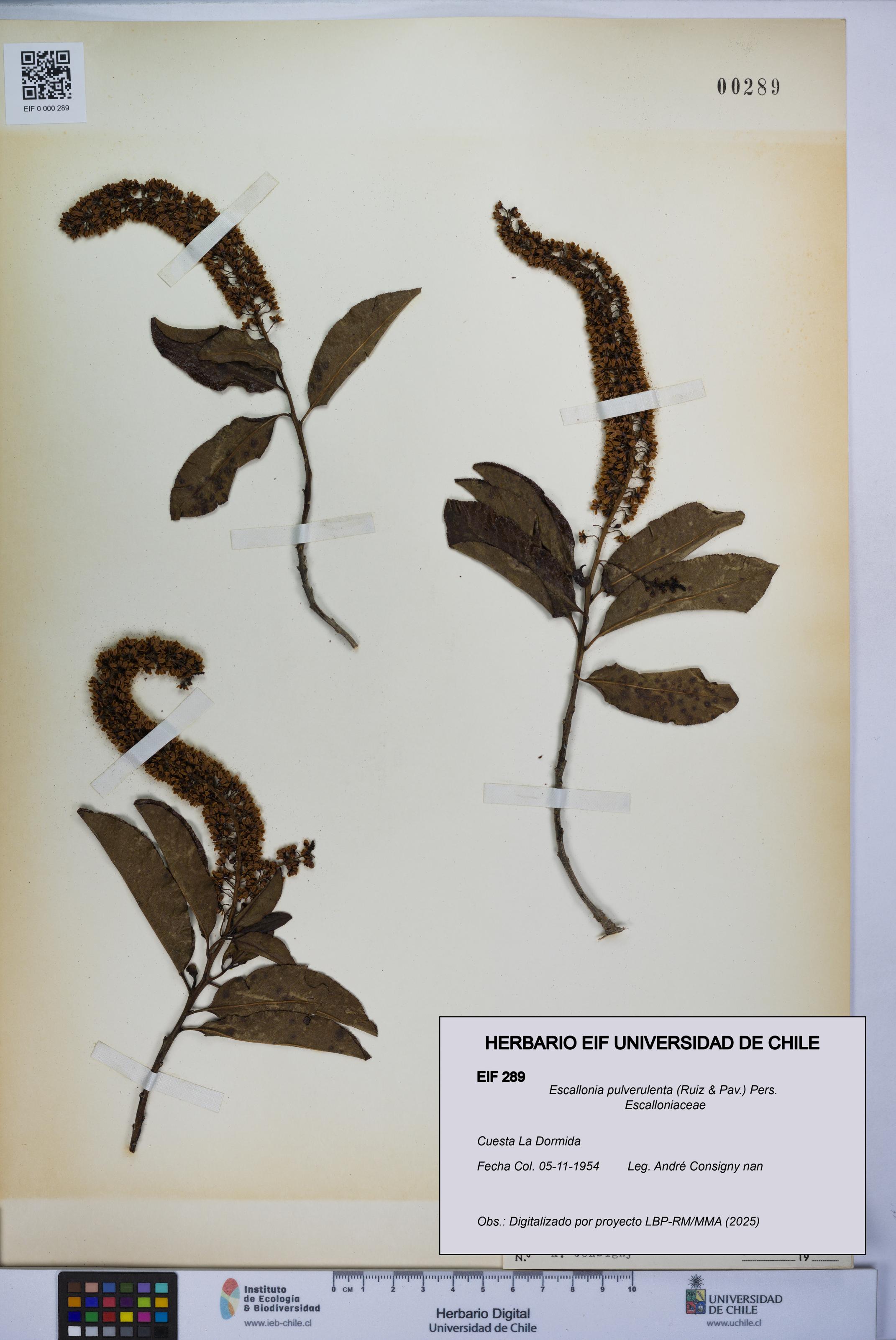 Escallonia pulverulenta [Espécimen: UCH:EIF:0000289]