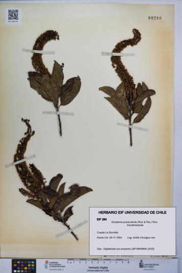 Escallonia pulverulenta [Espécimen: UCH:EIF:0000290]