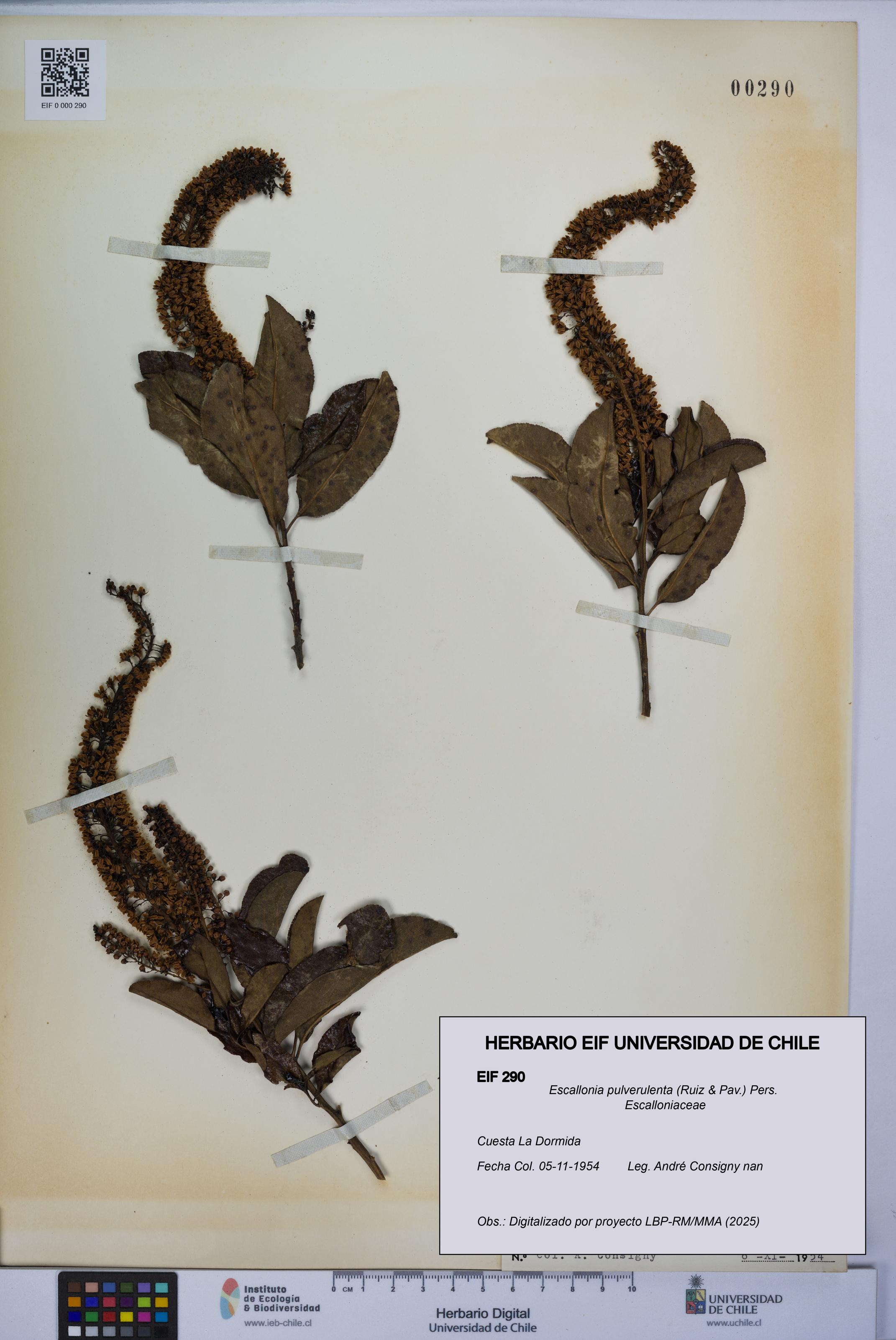 Escallonia pulverulenta [Espécimen: UCH:EIF:0000290]