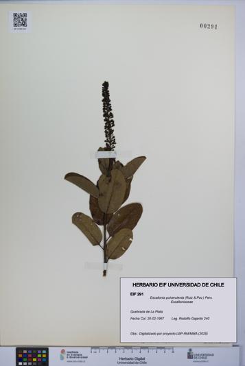 Escallonia pulverulenta [Espécimen: UCH:EIF:0000291]