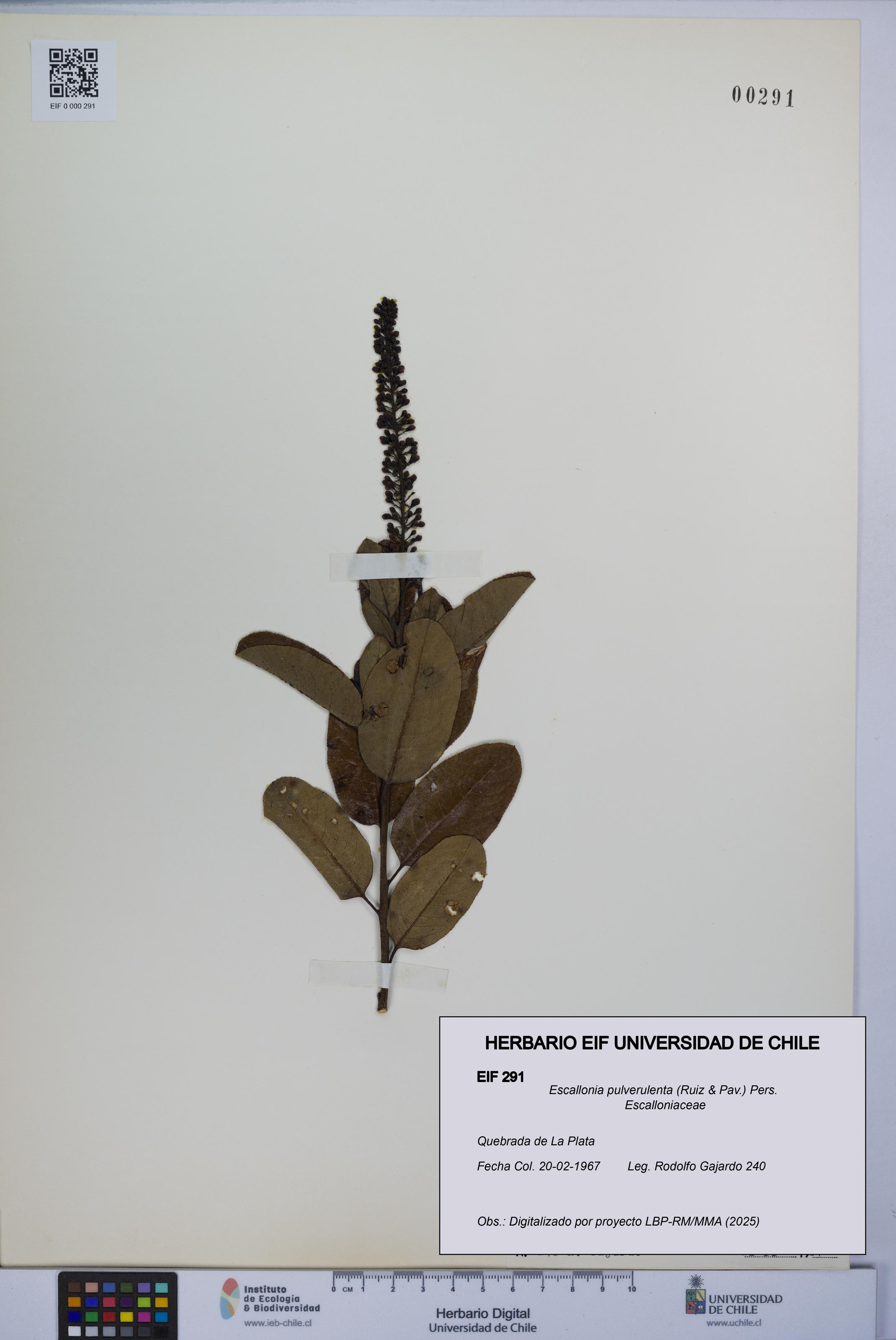 Escallonia pulverulenta [Espécimen: UCH:EIF:0000291]