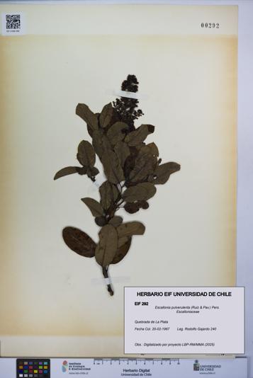 Escallonia pulverulenta [Espécimen: UCH:EIF:0000292]