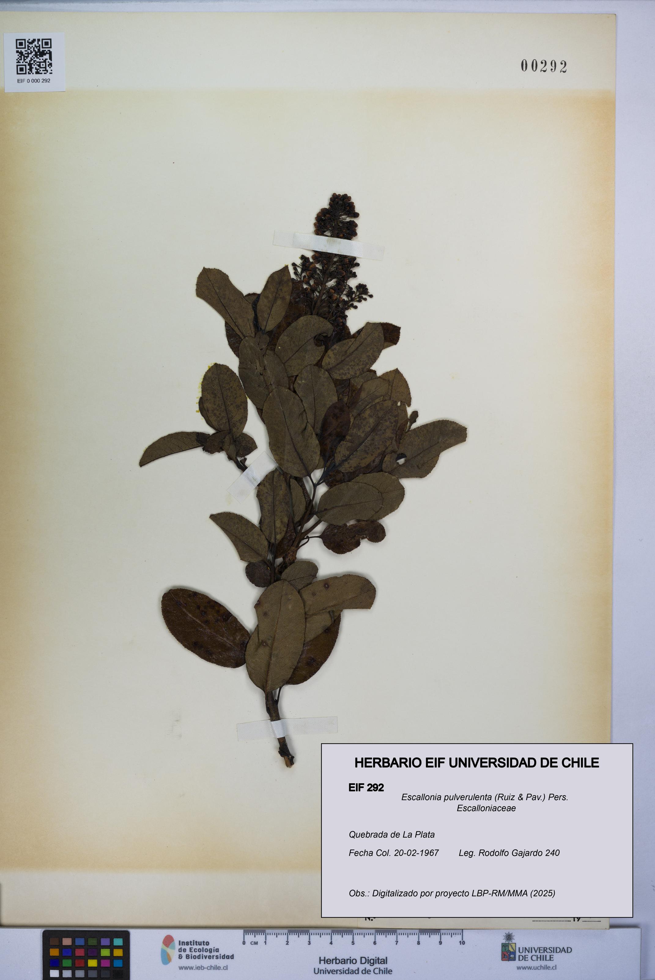 Escallonia pulverulenta [Espécimen: UCH:EIF:0000292]