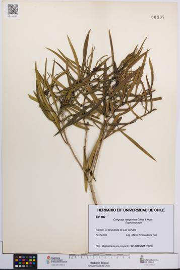 Colliguaja integerrima [Espécimen: UCH:EIF:0000307]