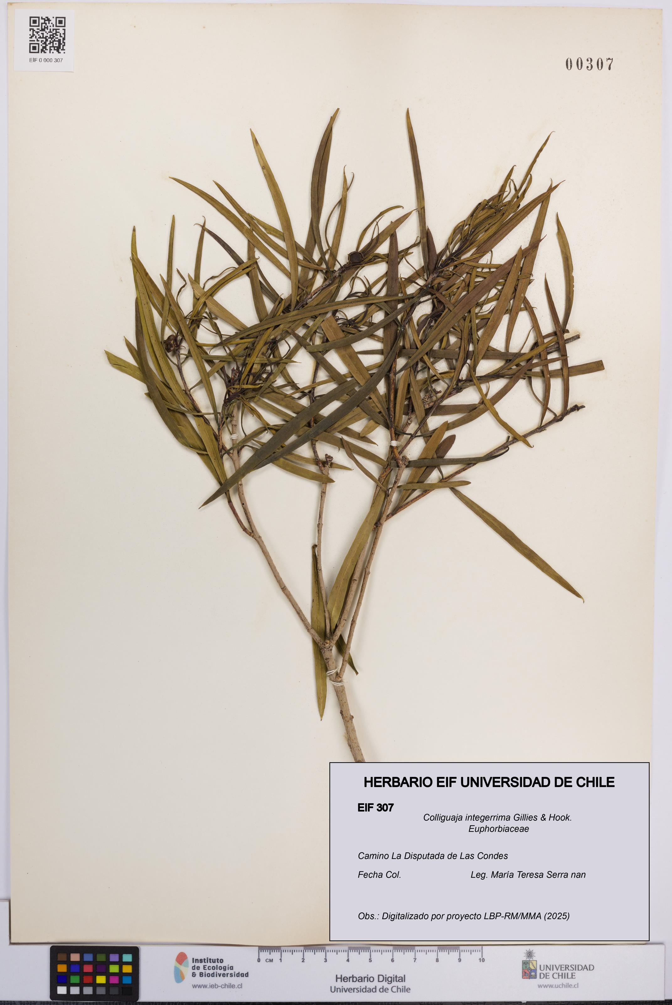 Colliguaja integerrima [Espécimen: UCH:EIF:0000307]