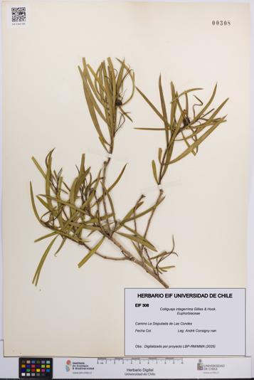 Colliguaja integerrima [Espécimen: UCH:EIF:0000308]