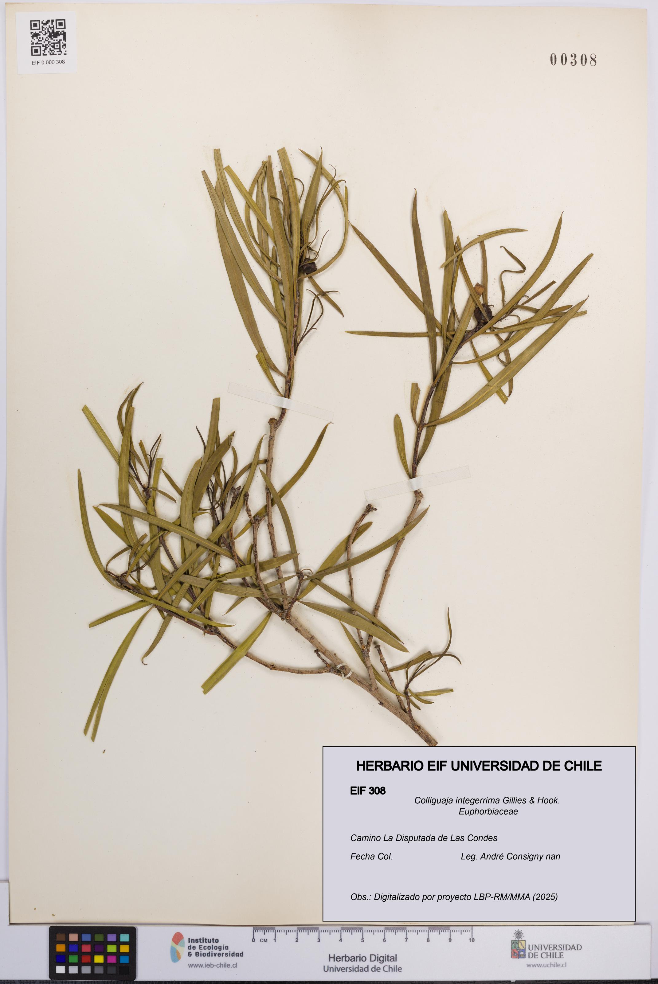 Colliguaja integerrima [Espécimen: UCH:EIF:0000308]