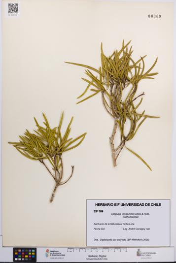 Colliguaja integerrima [Espécimen: UCH:EIF:0000309]