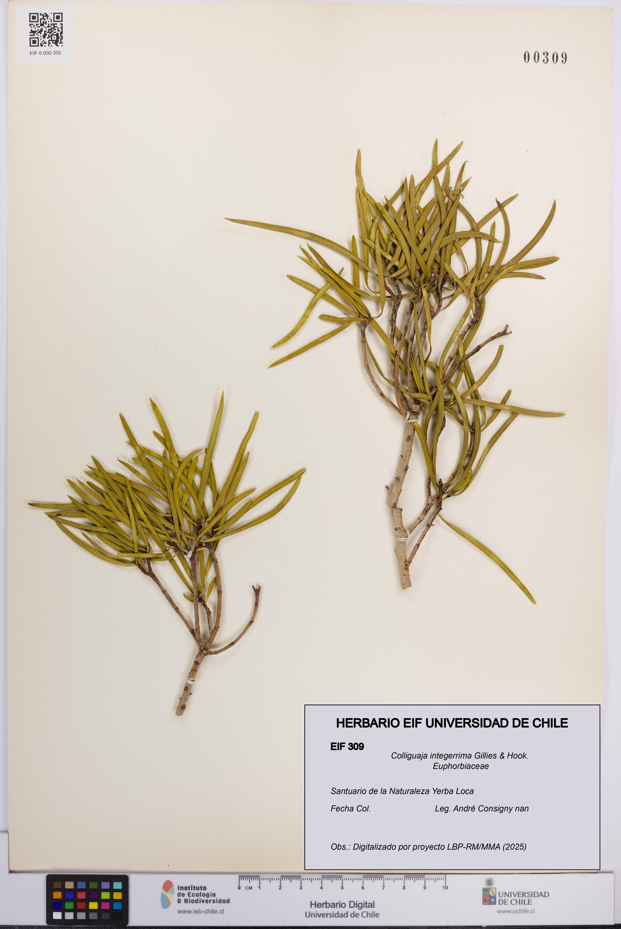 Colliguaja integerrima [Espécimen: UCH:EIF:0000309]