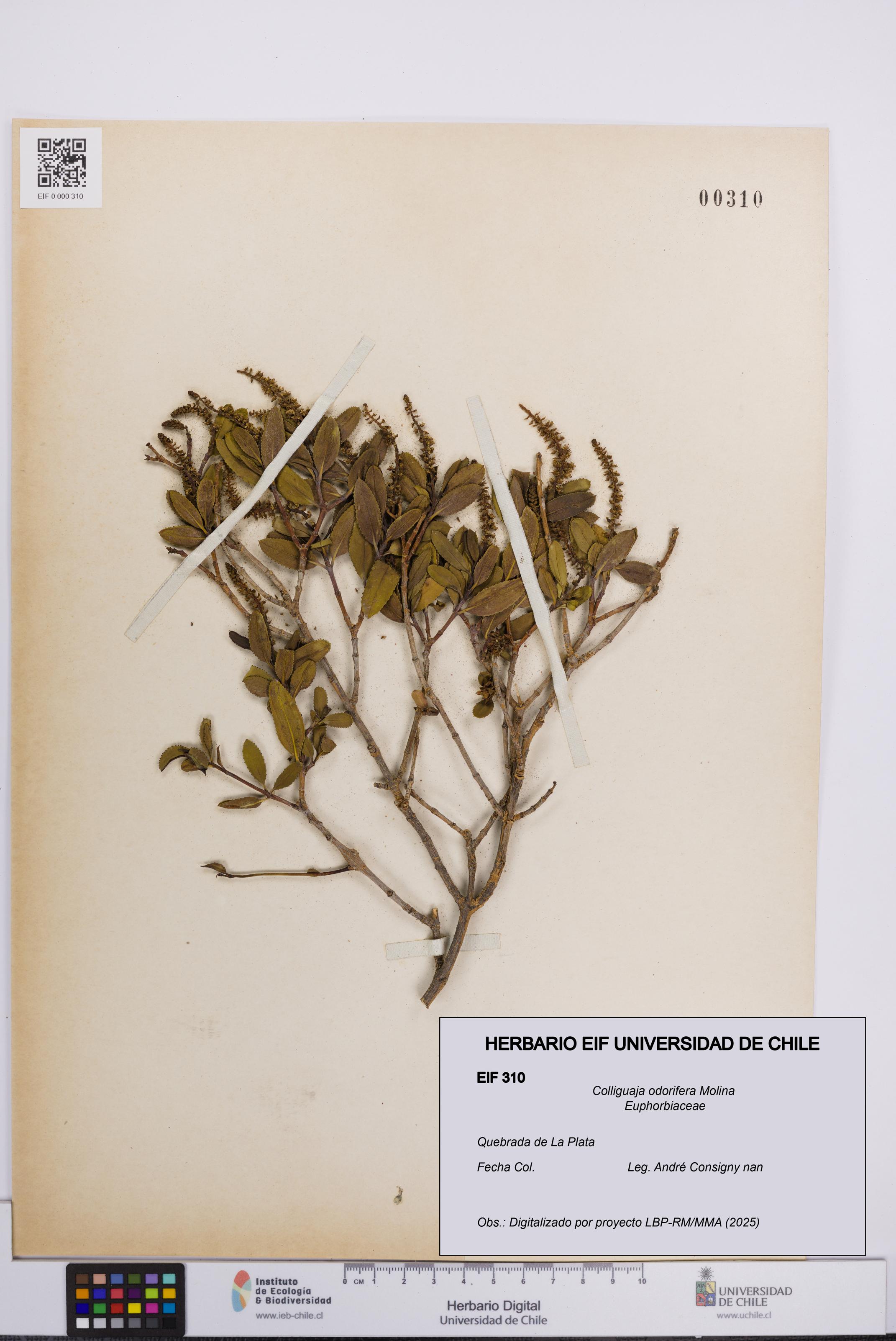 Colliguaja odorifera [Espécimen: UCH:EIF:0000310]