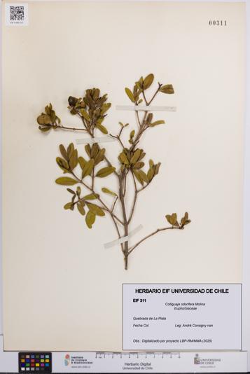 Colliguaja odorifera [Espécimen: UCH:EIF:0000311]