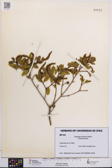 Colliguaja odorifera [Espécimen: UCH:EIF:0000312]