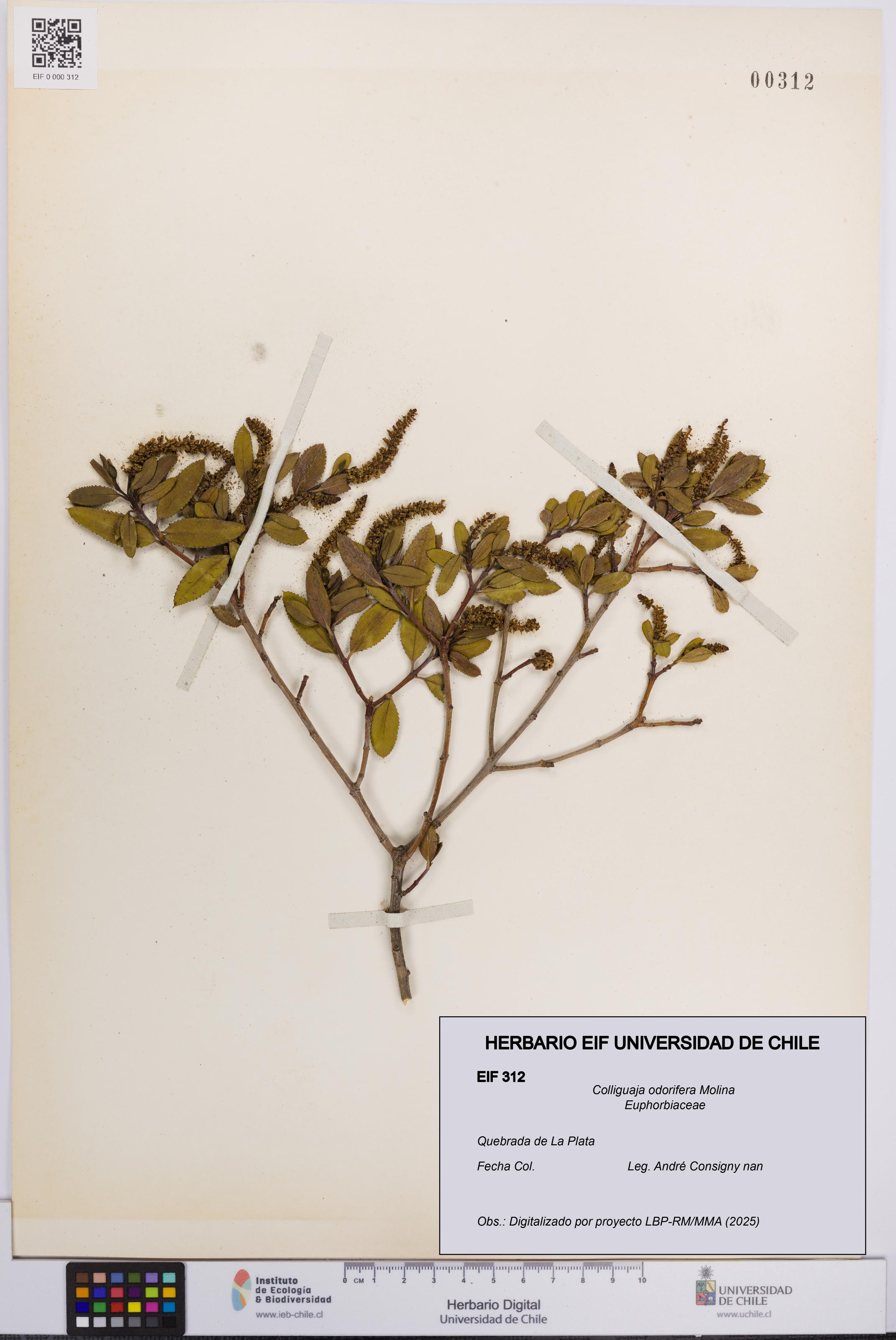 Colliguaja odorifera [Espécimen: UCH:EIF:0000312]