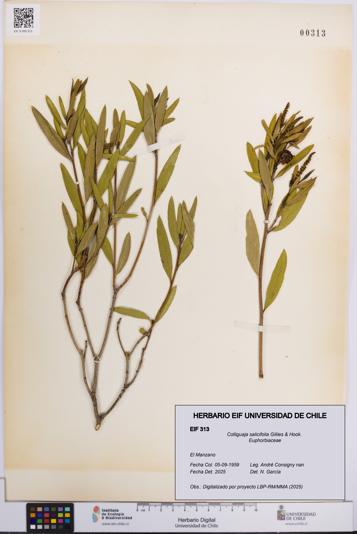 Colliguaja salicifolia [Espécimen: UCH:EIF:0000313]