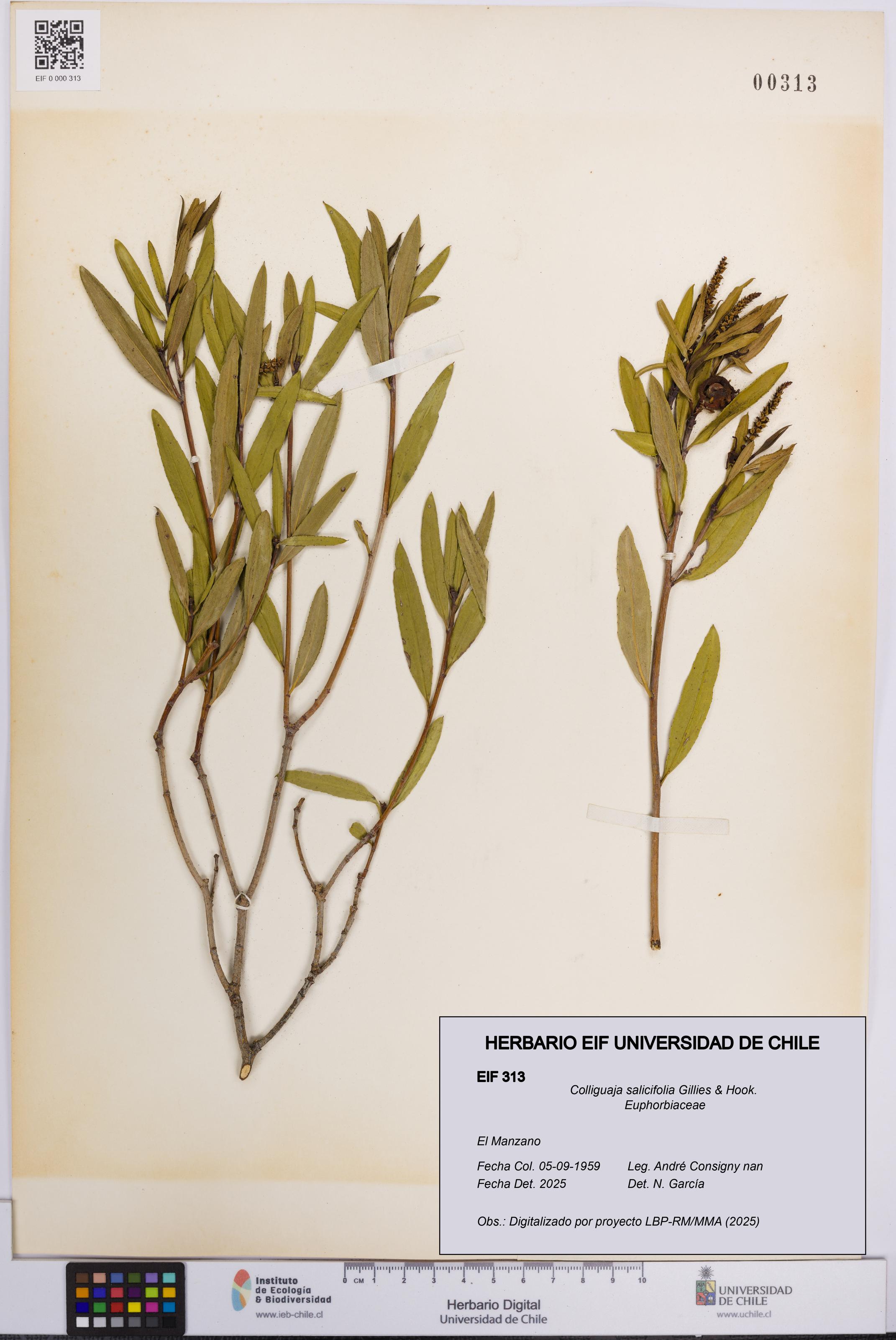 Colliguaja salicifolia [Espécimen: UCH:EIF:0000313]