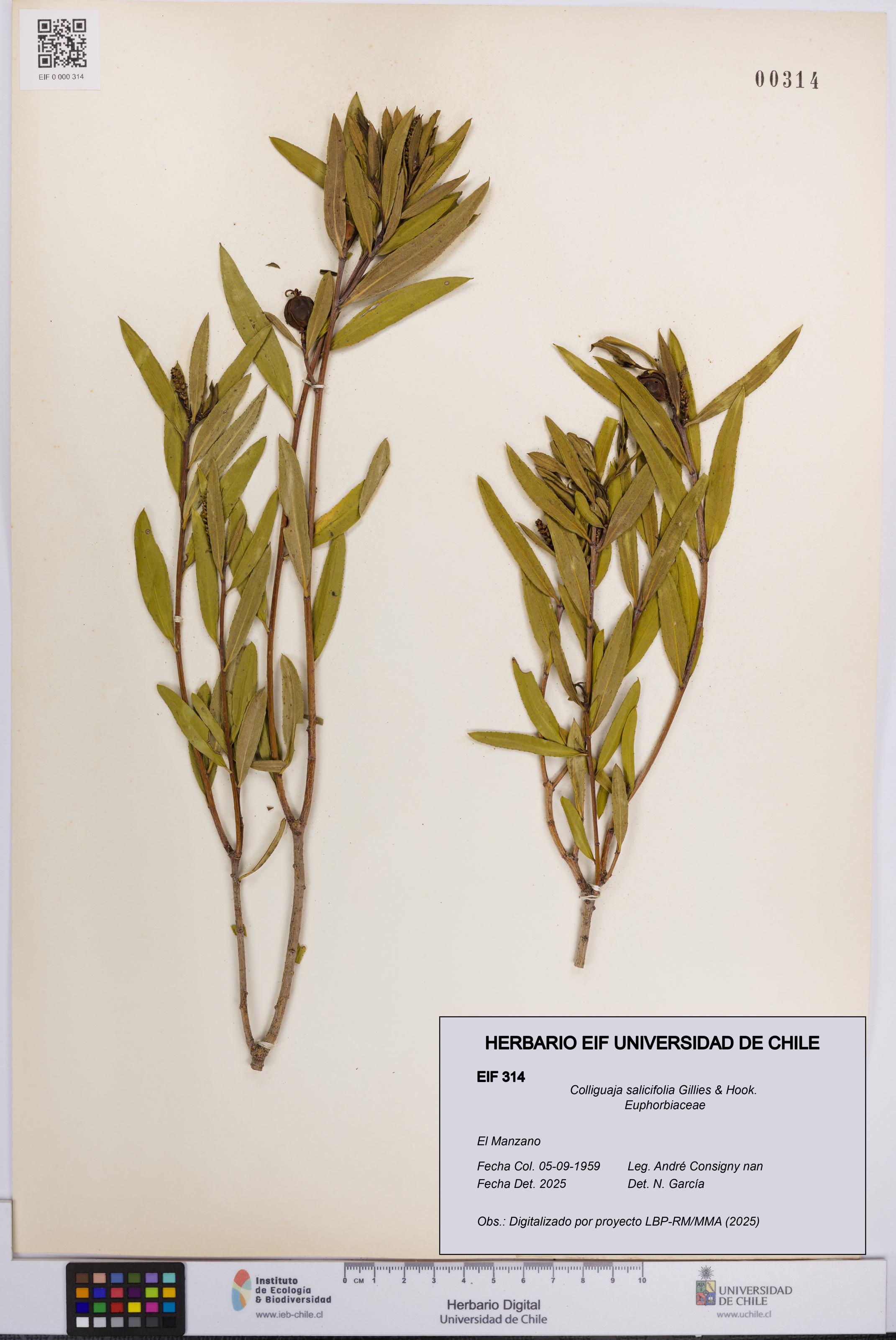 Colliguaja salicifolia [Espécimen: UCH:EIF:0000314]