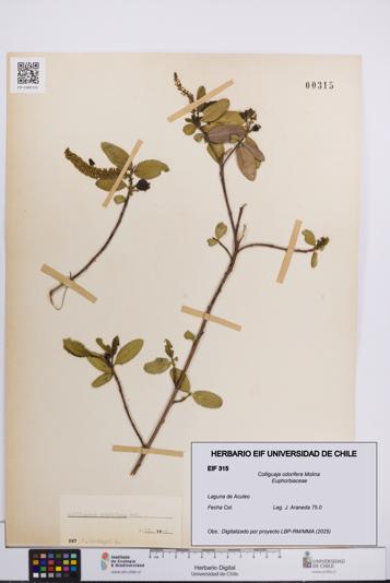 Colliguaja odorifera [Espécimen: UCH:EIF:0000315]