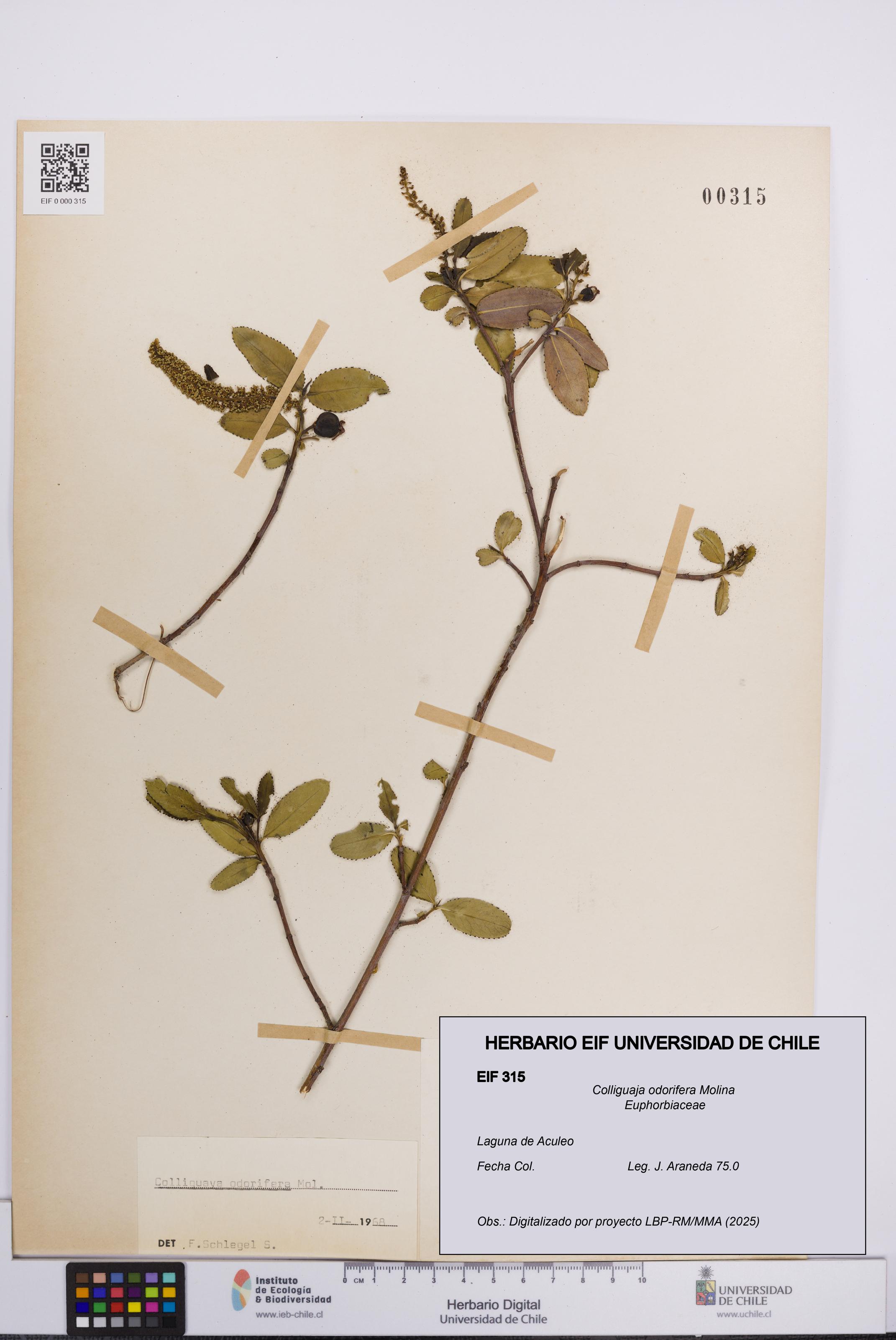 Colliguaja odorifera [Espécimen: UCH:EIF:0000315]