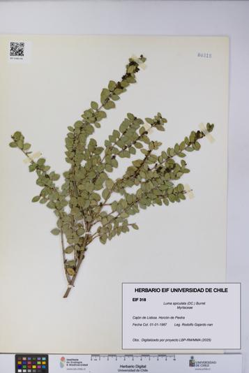 Luma apiculata [Espécimen: UCH:EIF:0000318]