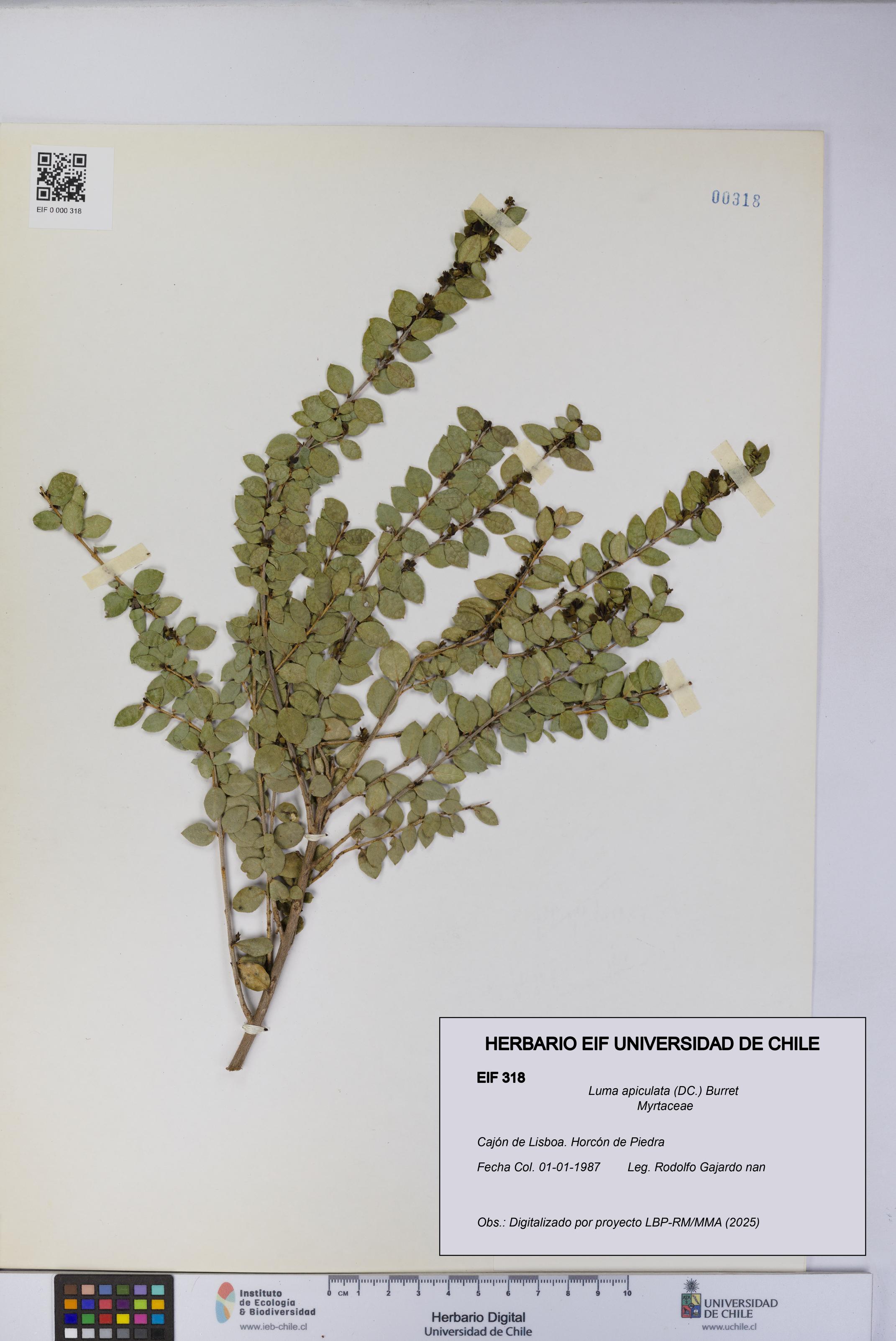 Luma apiculata [Espécimen: UCH:EIF:0000318]