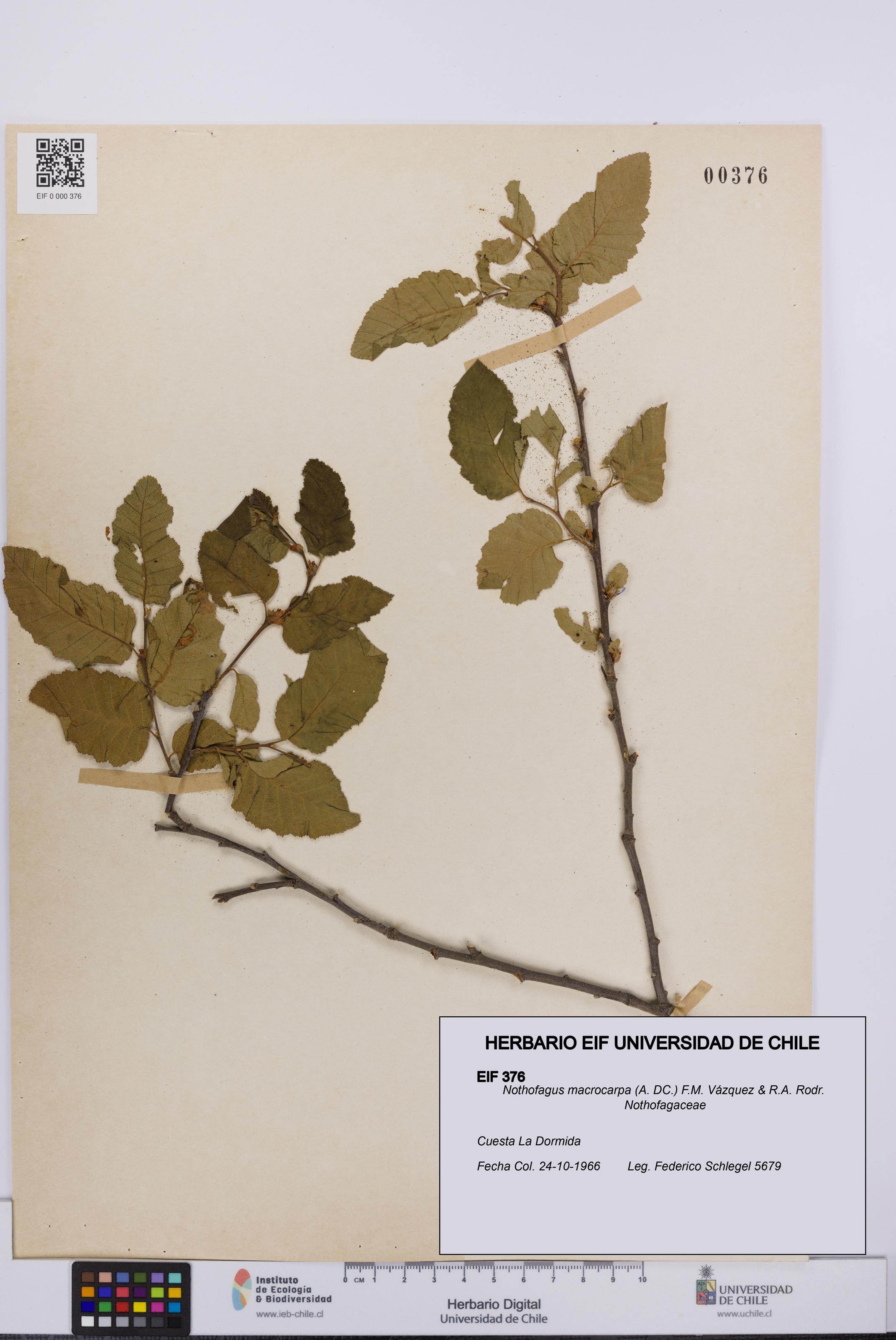 Nothofagus macrocarpa [Espécimen: UCH:EIF:0000376]