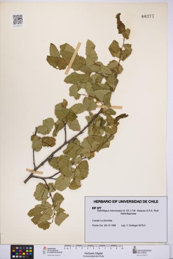 Nothofagus macrocarpa [Espécimen: UCH:EIF:0000377]
