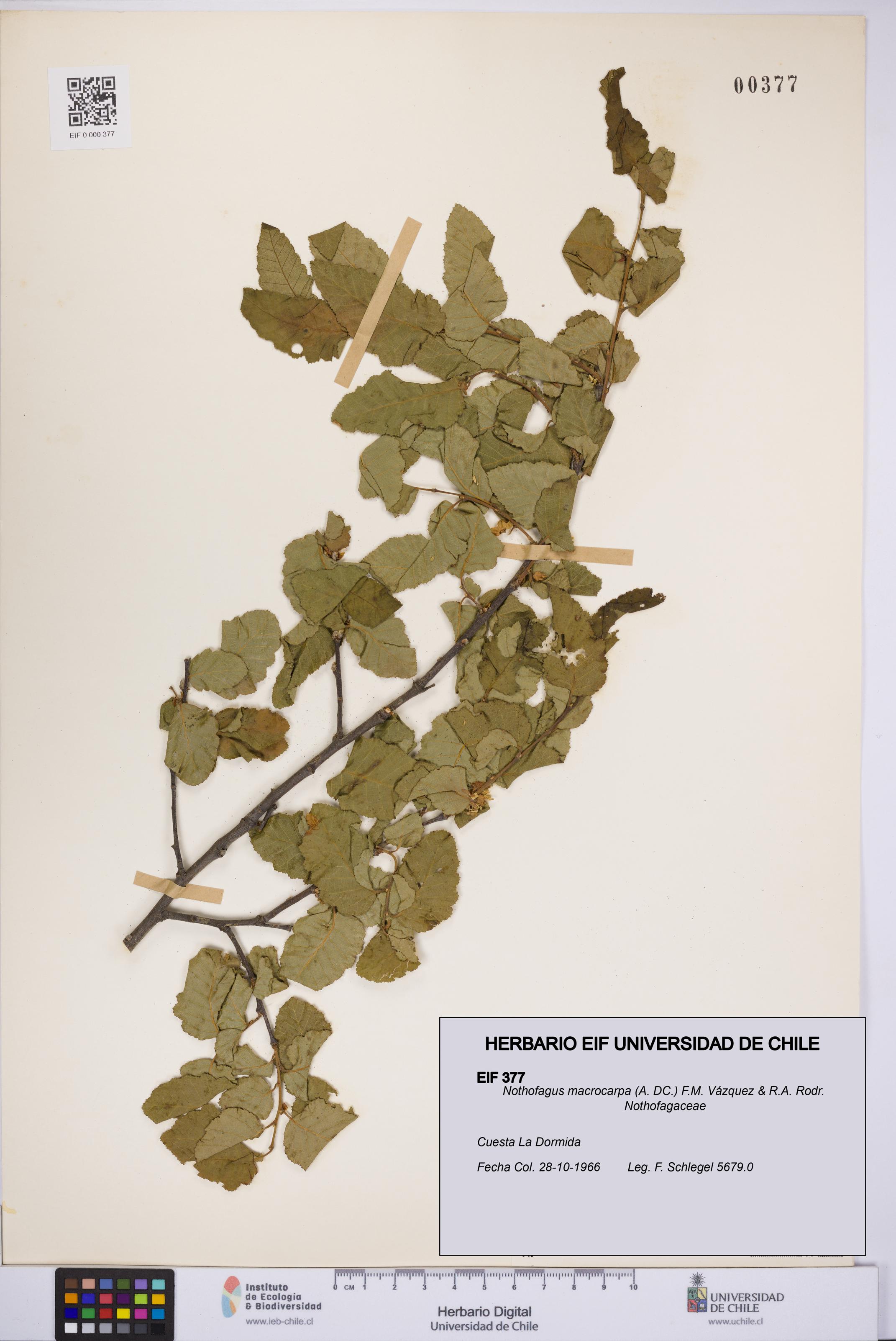 Nothofagus macrocarpa [Espécimen: UCH:EIF:0000377]