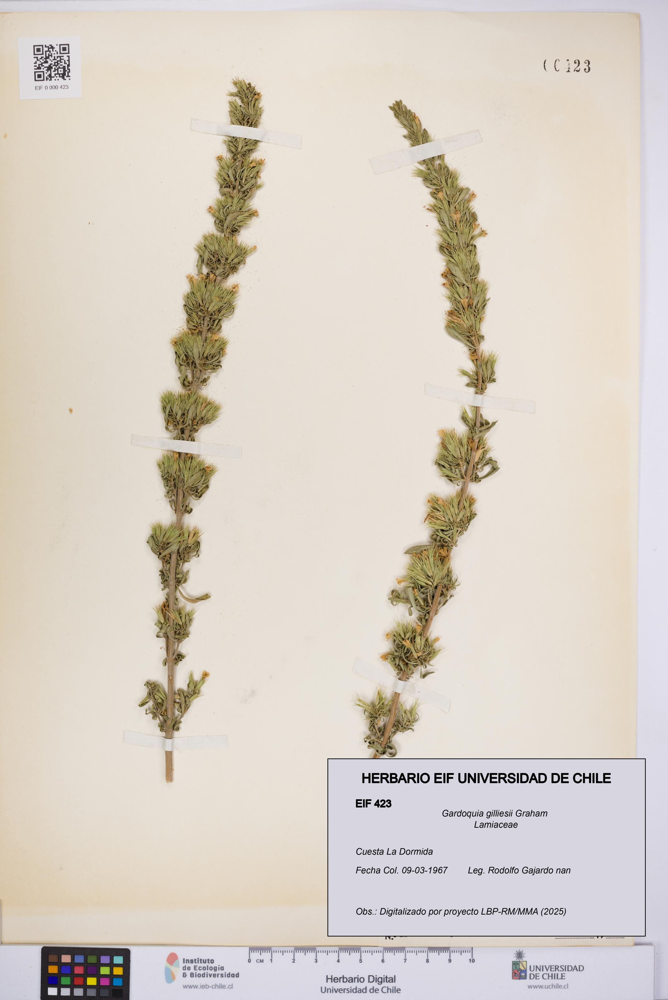 Gardoquia gilliesii [Espécimen: UCH:EIF:0000423]