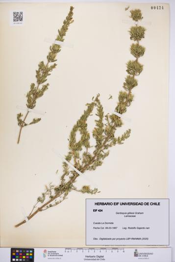 Gardoquia gilliesii [Espécimen: UCH:EIF:0000424]