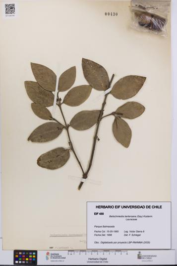 Beilschmiedia berteroana [Espécimen: UCH:EIF:0000430]