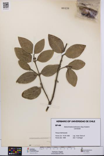 Beilschmiedia berteroana [Espécimen: UCH:EIF:0000430]