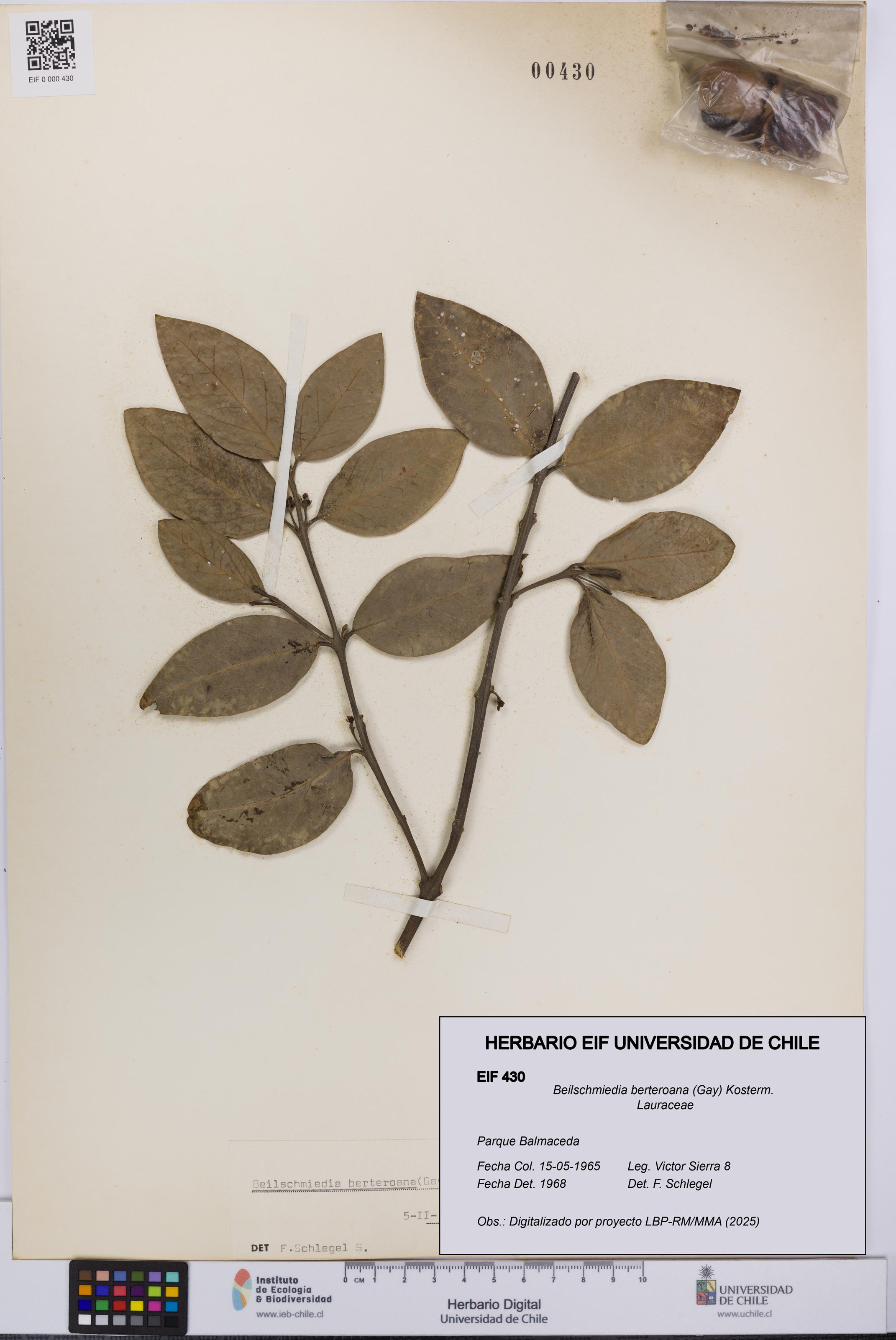 Beilschmiedia berteroana [Espécimen: UCH:EIF:0000430]