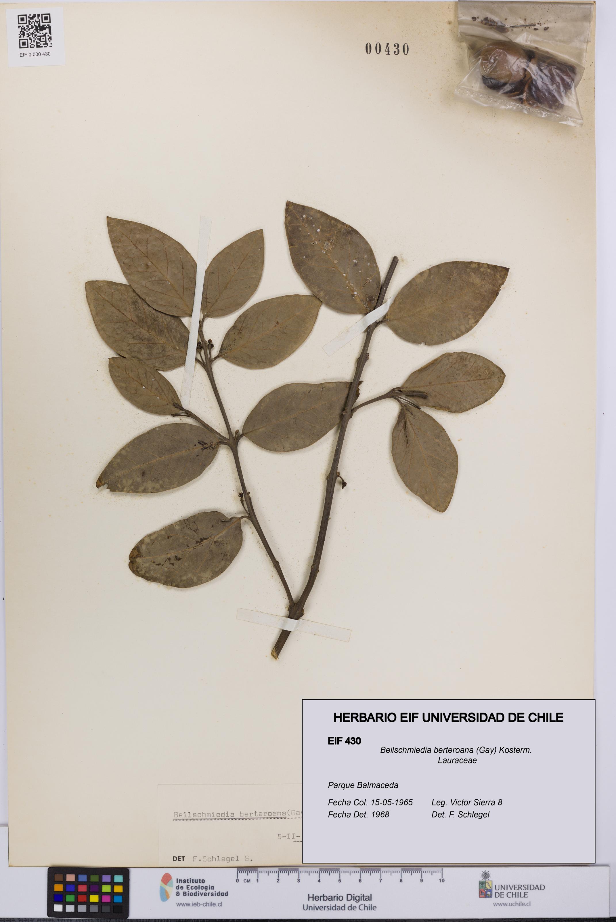 Beilschmiedia berteroana [Espécimen: UCH:EIF:0000430]
