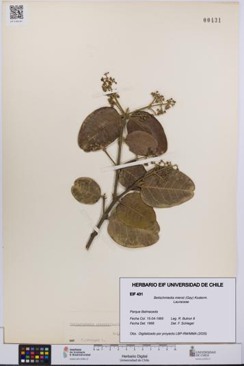 Beilschmiedia miersii [Espécimen: UCH:EIF:0000431]