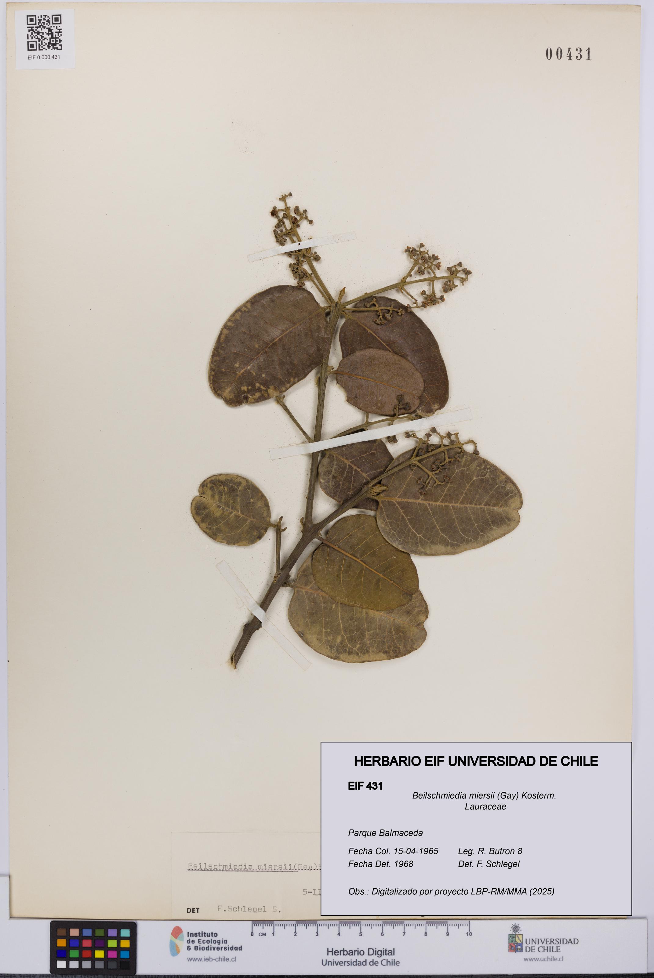 Beilschmiedia miersii [Espécimen: UCH:EIF:0000431]