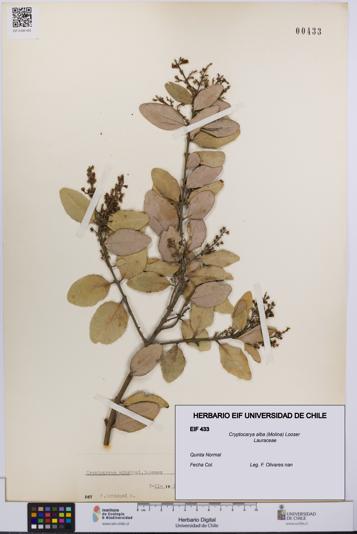 Cryptocarya alba [Espécimen: UCH:EIF:0000433]
