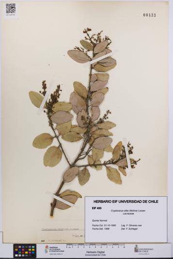 Cryptocarya alba [Espécimen: UCH:EIF:0000433]