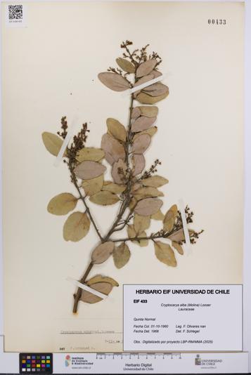 Cryptocarya alba [Espécimen: UCH:EIF:0000433]