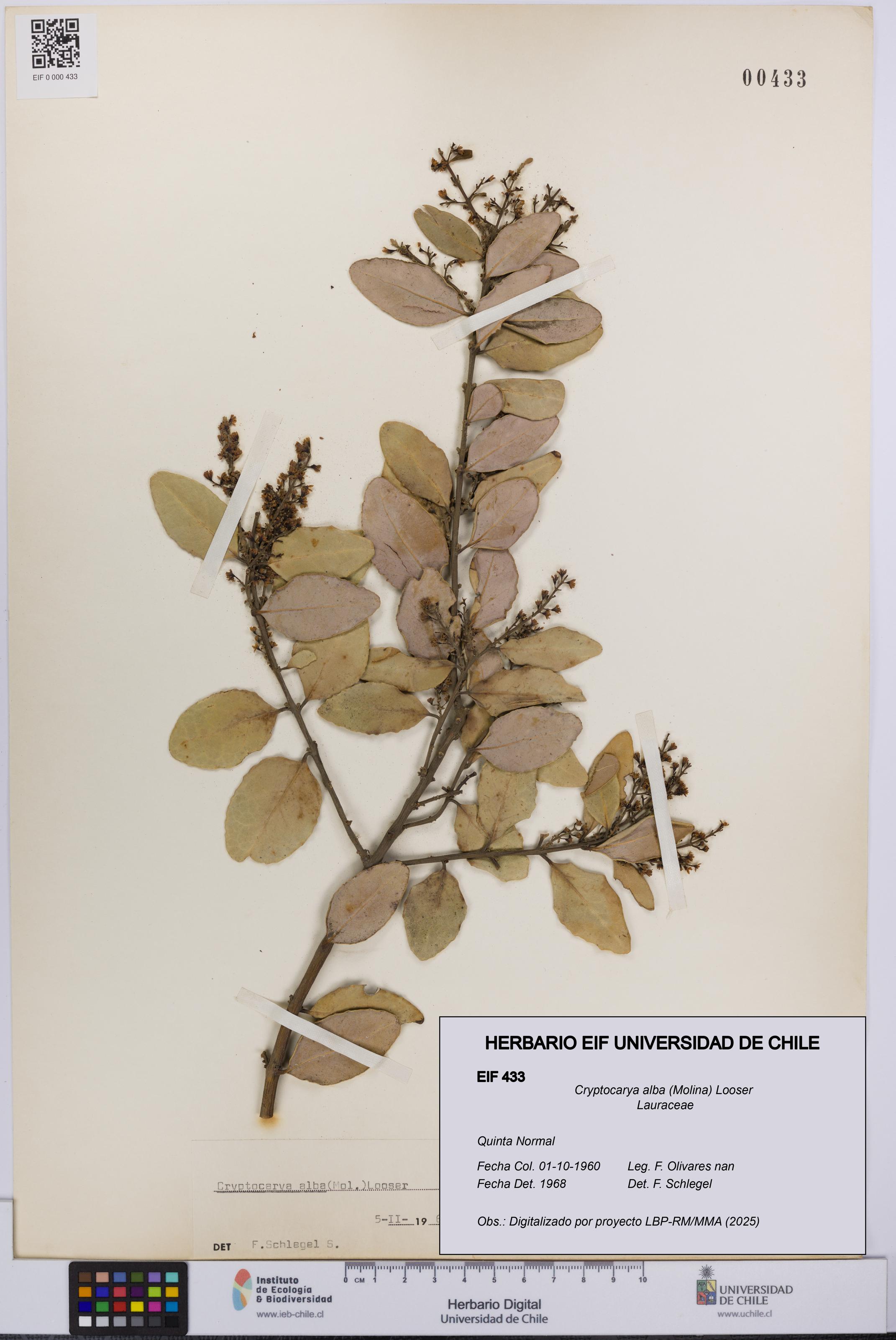 Cryptocarya alba [Espécimen: UCH:EIF:0000433]