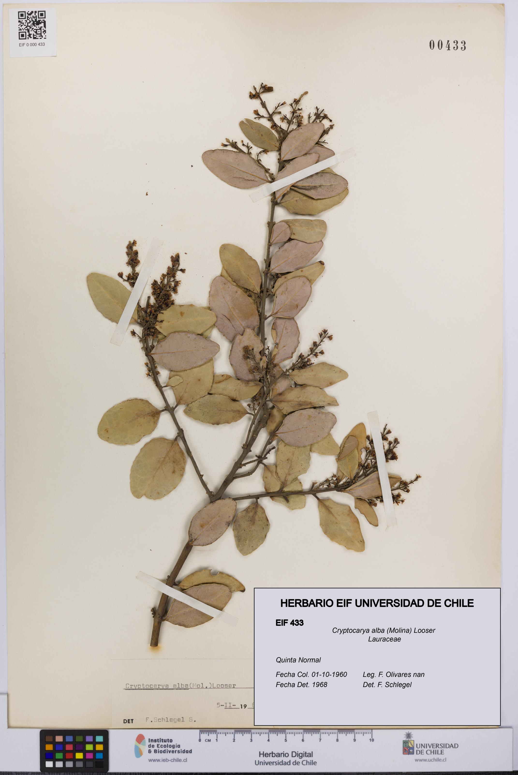 Cryptocarya alba [Espécimen: UCH:EIF:0000433]