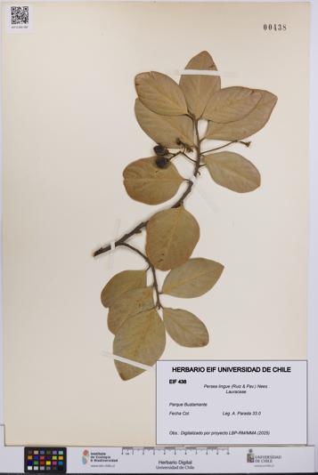 Persea lingue [Espécimen: UCH:EIF:0000438]