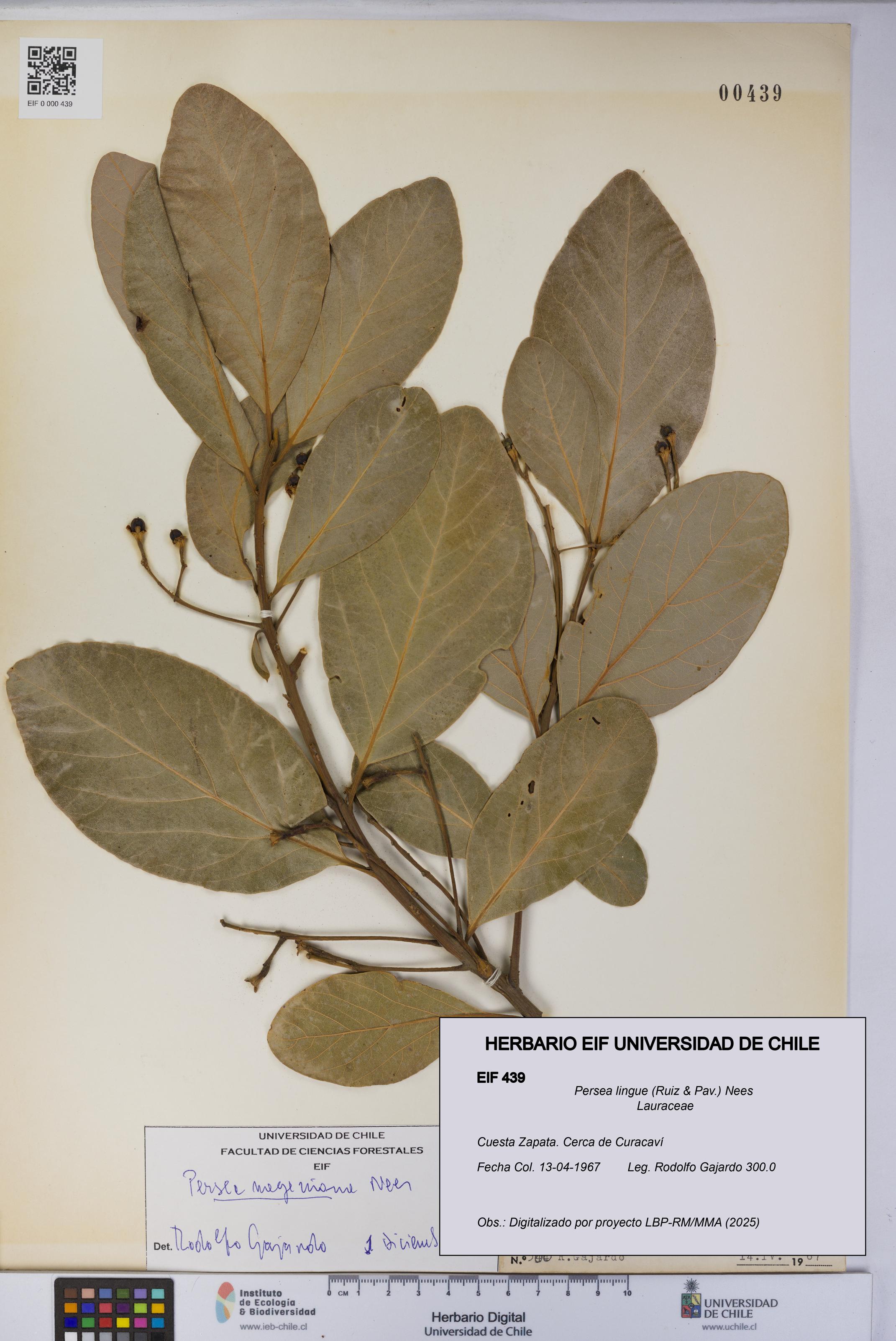 Persea lingue [Espécimen: UCH:EIF:0000439]