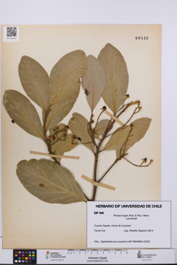 Persea lingue [Espécimen: UCH:EIF:0000440]