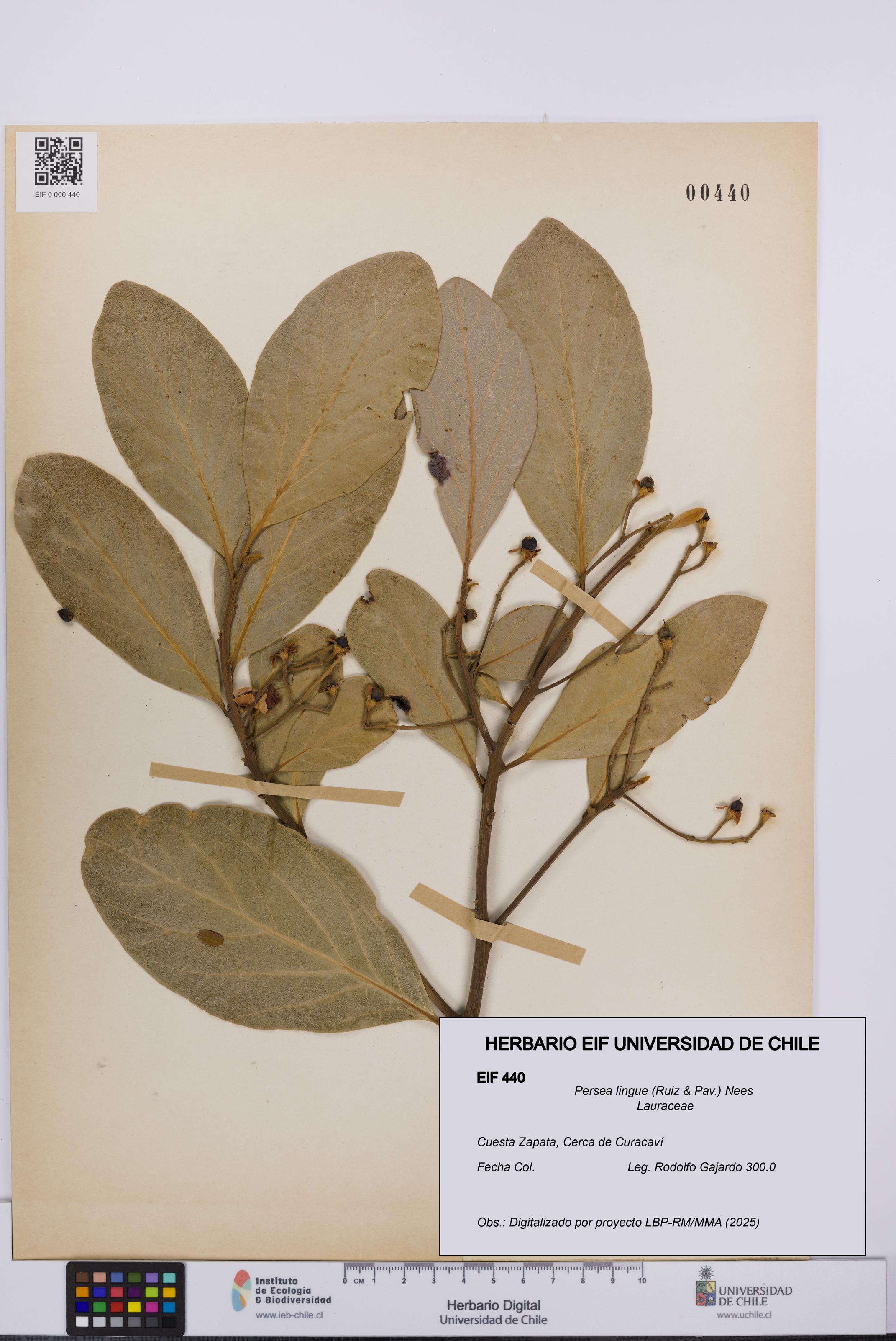 Persea lingue [Espécimen: UCH:EIF:0000440]