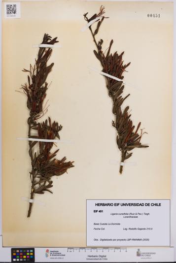 Ligaria cuneifolia [Espécimen: UCH:EIF:0000451]